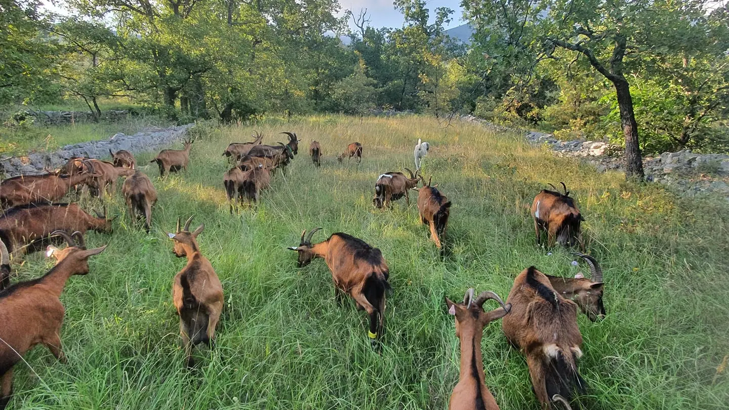 Chèvres nature