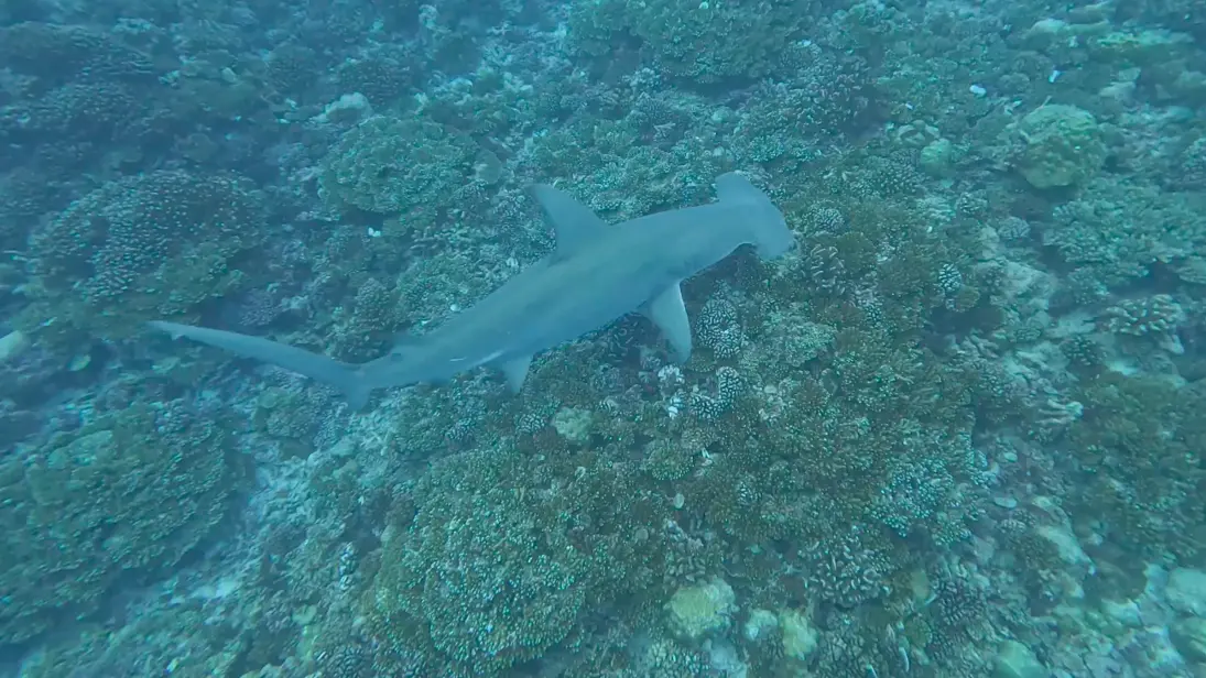 Raie Manta Diving Tikehau