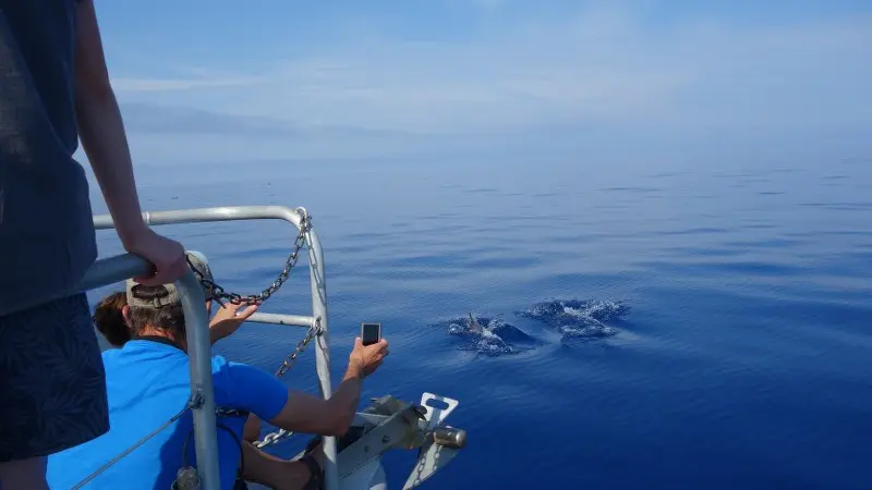 Sortie Observation des dauphins Espace Mer