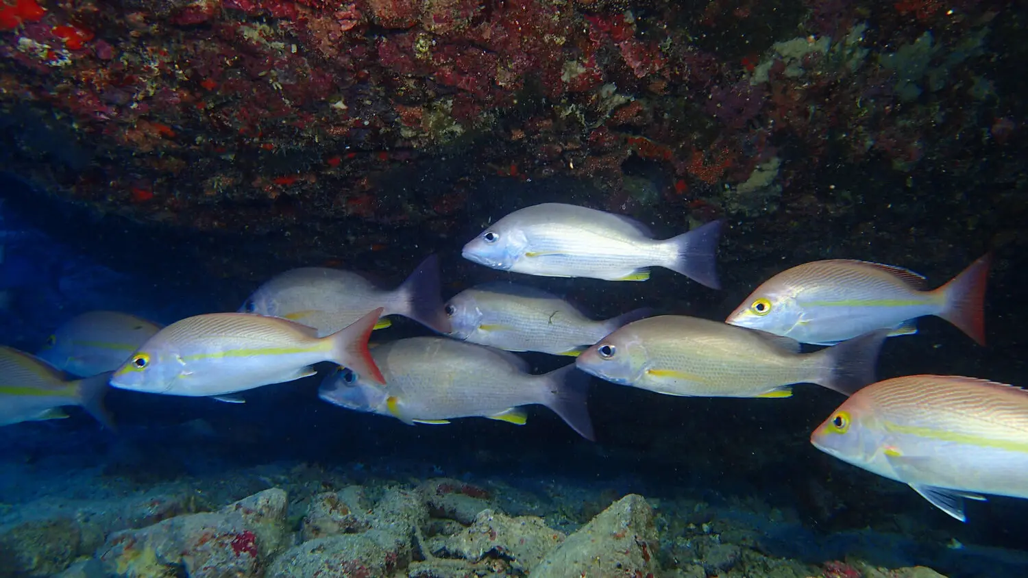 Faune marine - Lagon de Nouméa