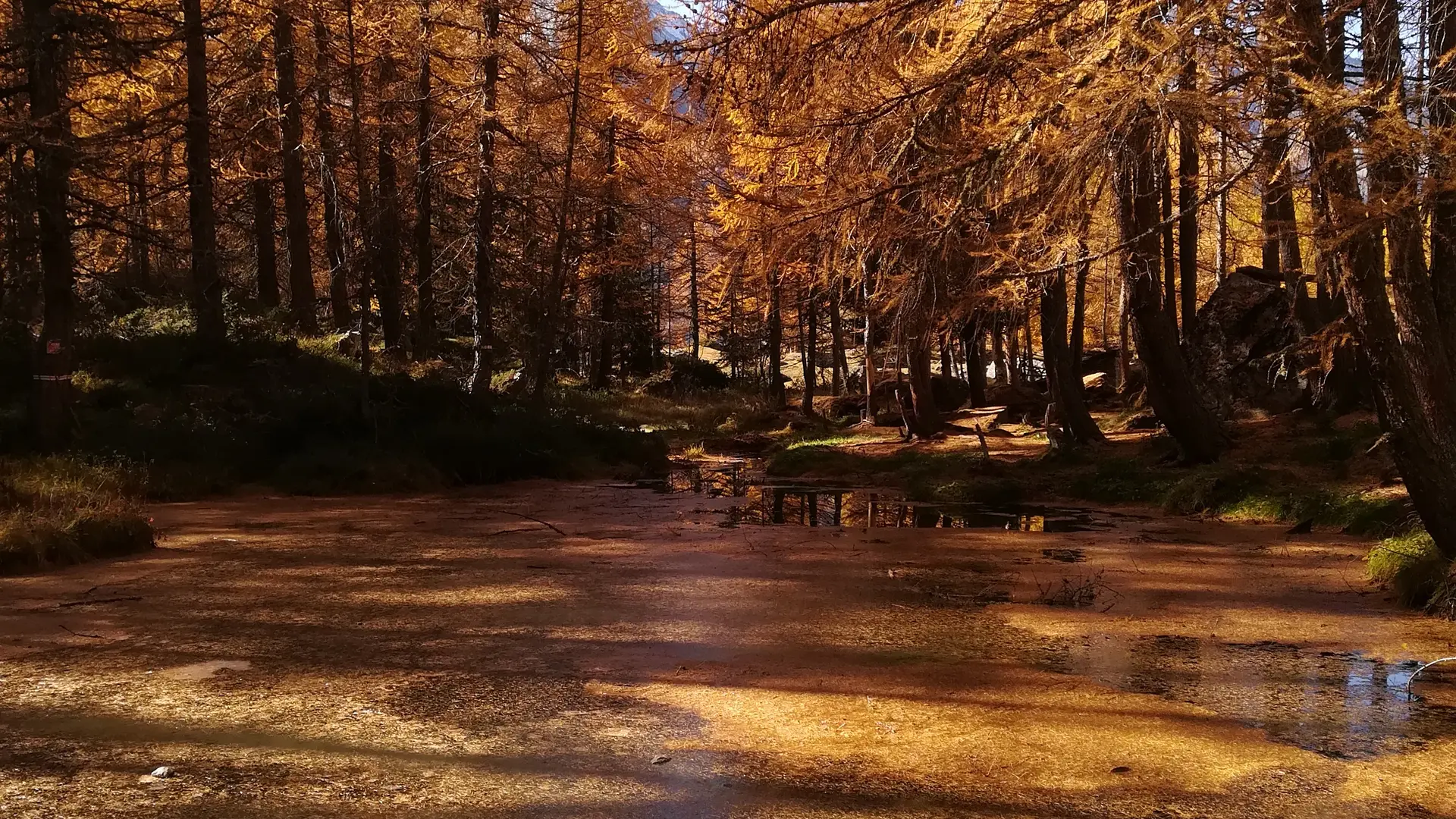 Décor d'automne