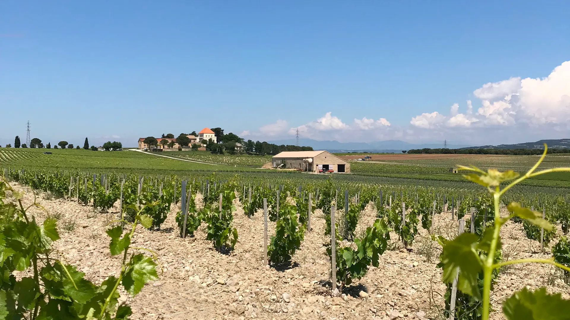 Château de Ruth - vignes