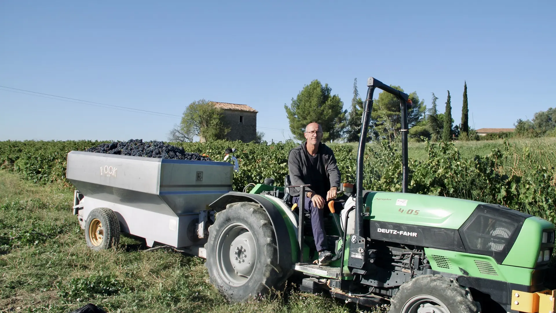 La récolte des raisins