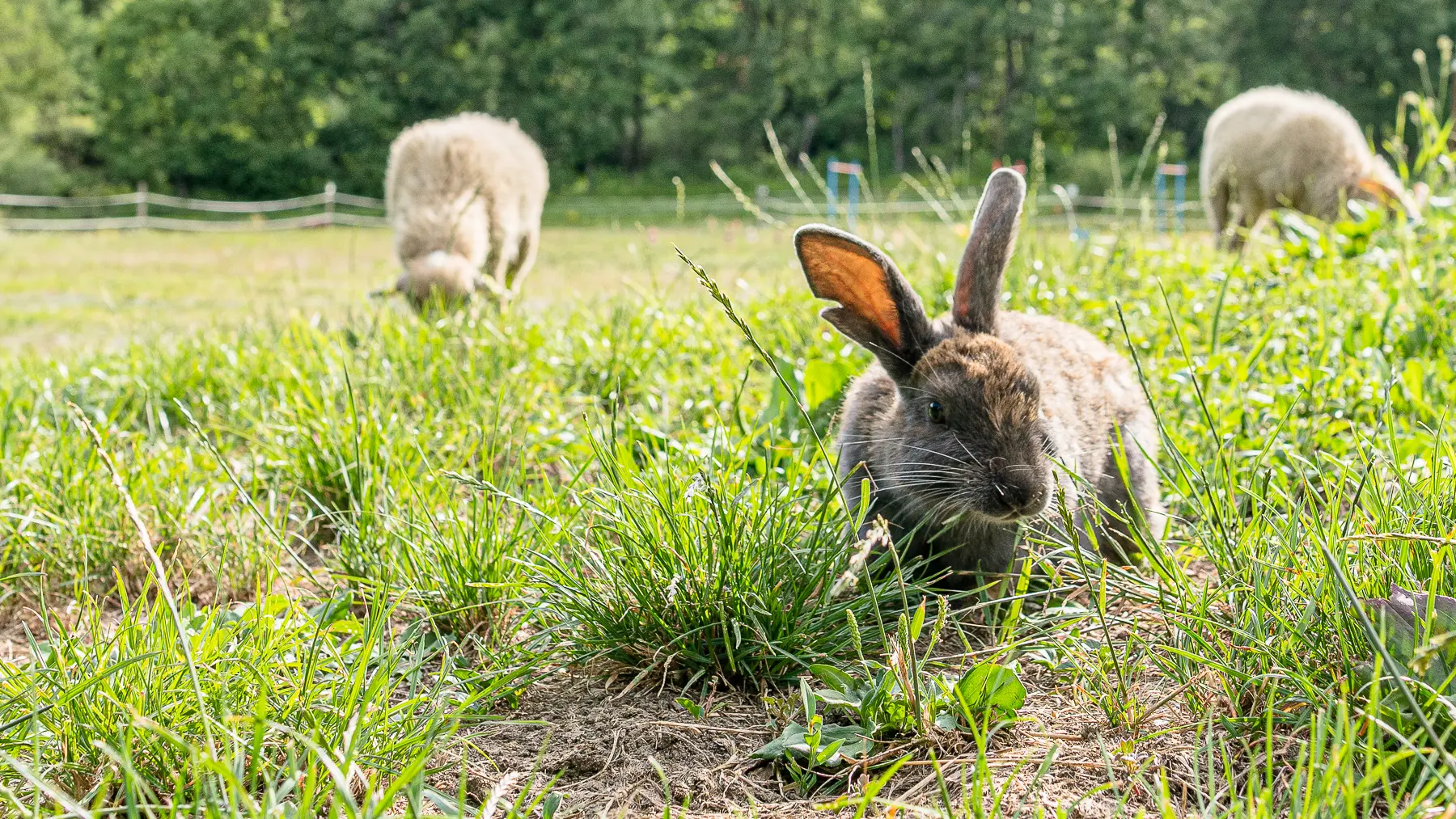 Élevage Le Galopin, ferme pédagogique SAVINES-LE-LAC