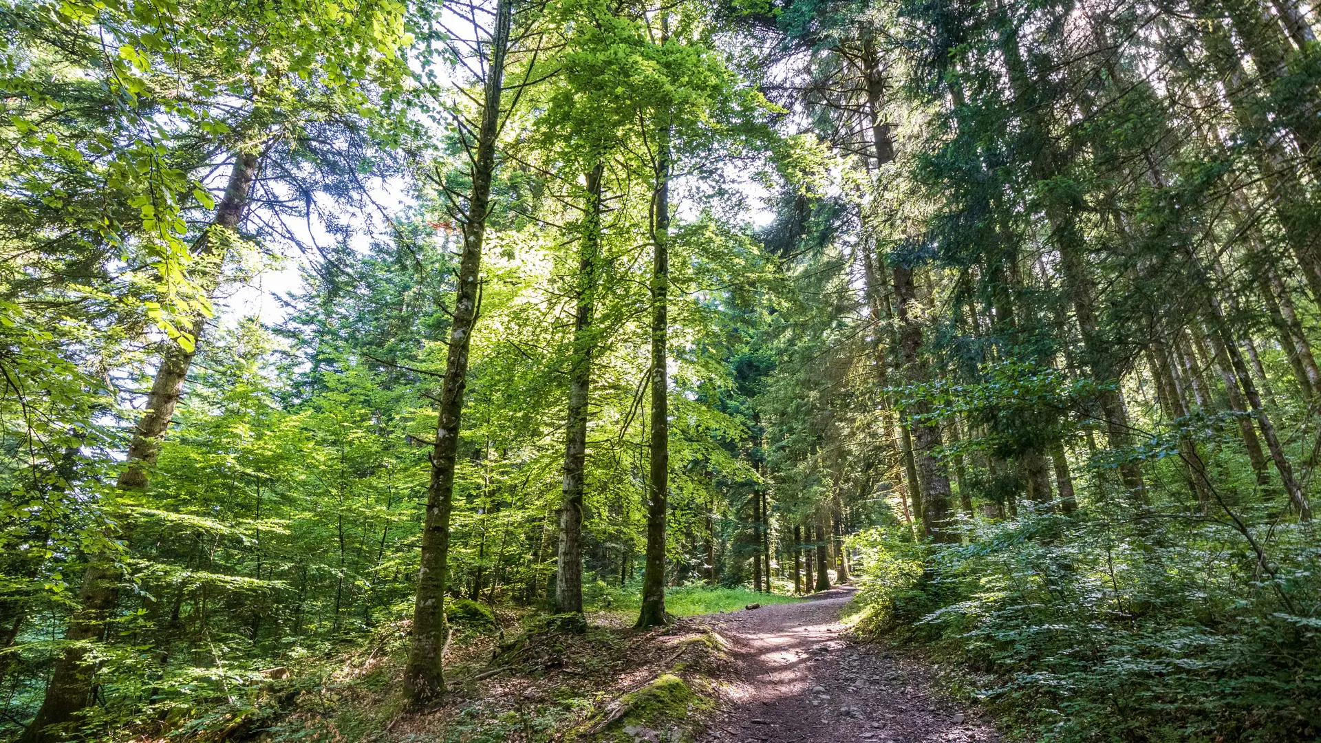 sentier