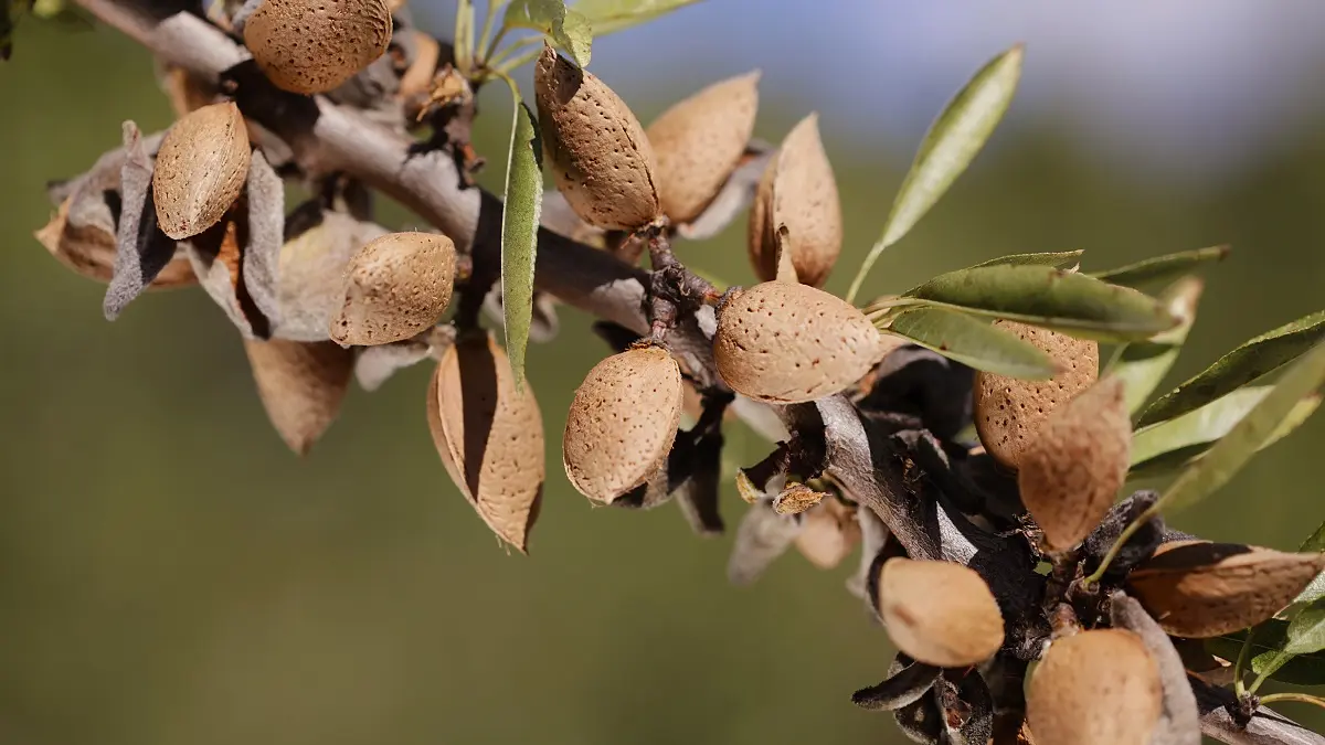 Les amandes