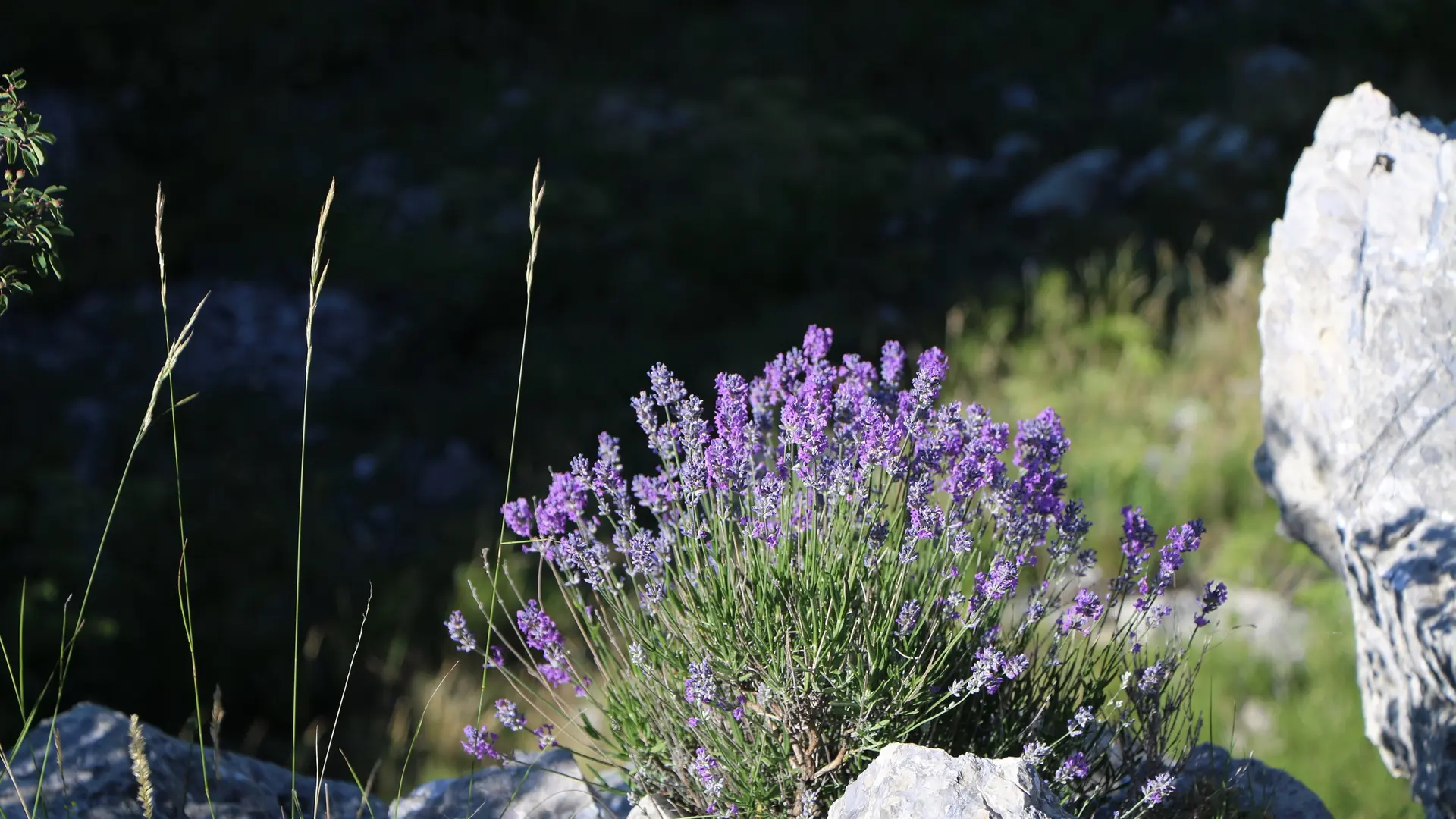 Le sentier des Bancs