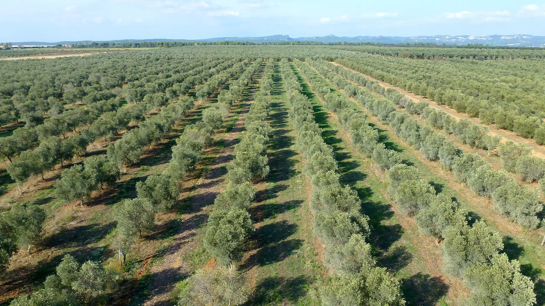 La Lieutenante_Saint-Martin-de-Crau