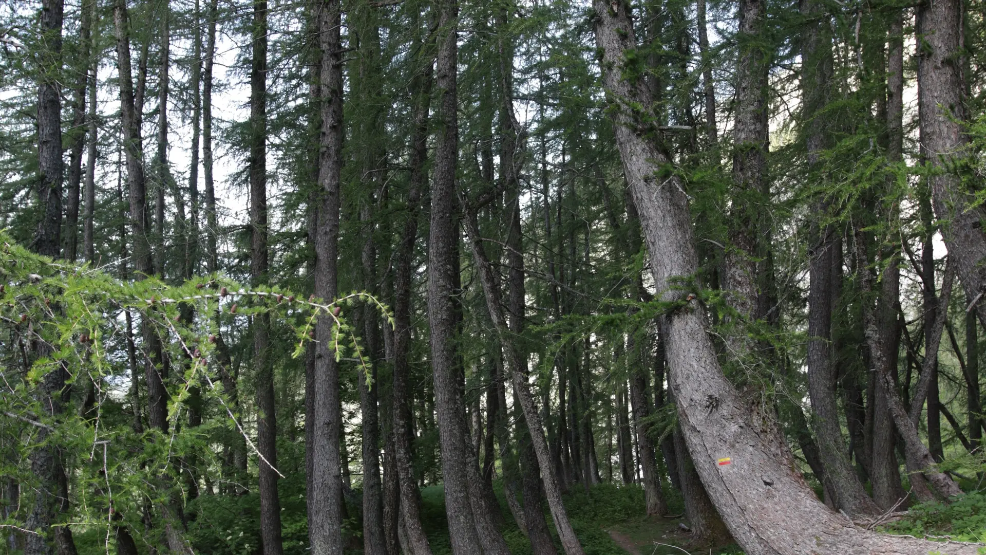 Pic de Bure depuis les Sauvas