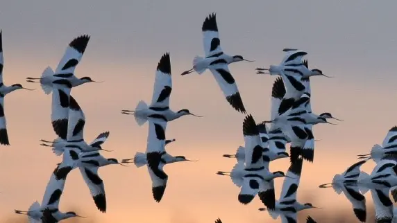 Objectif nature - Sorties nature avec Hervé Roques_Loix