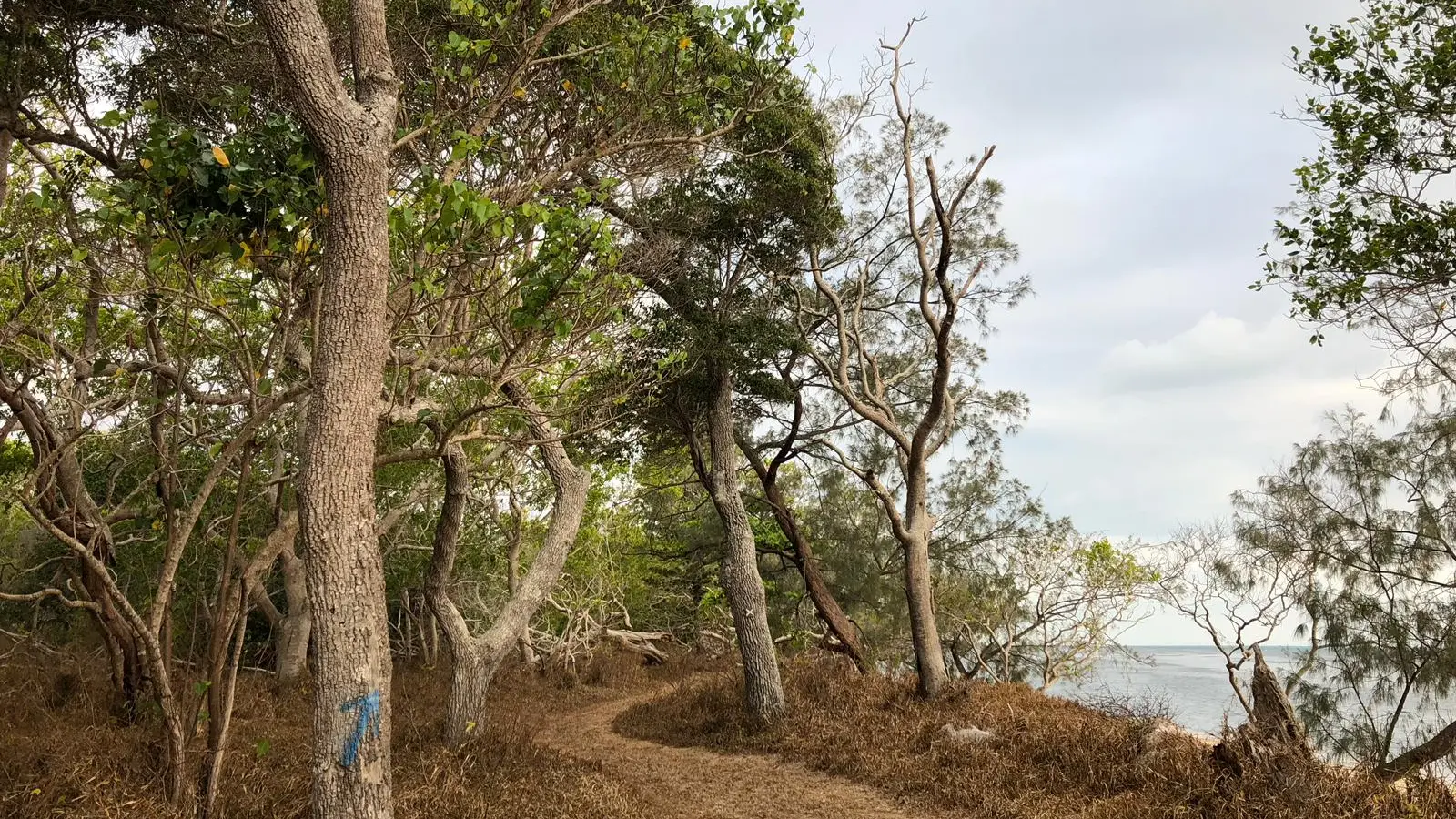 Forêt