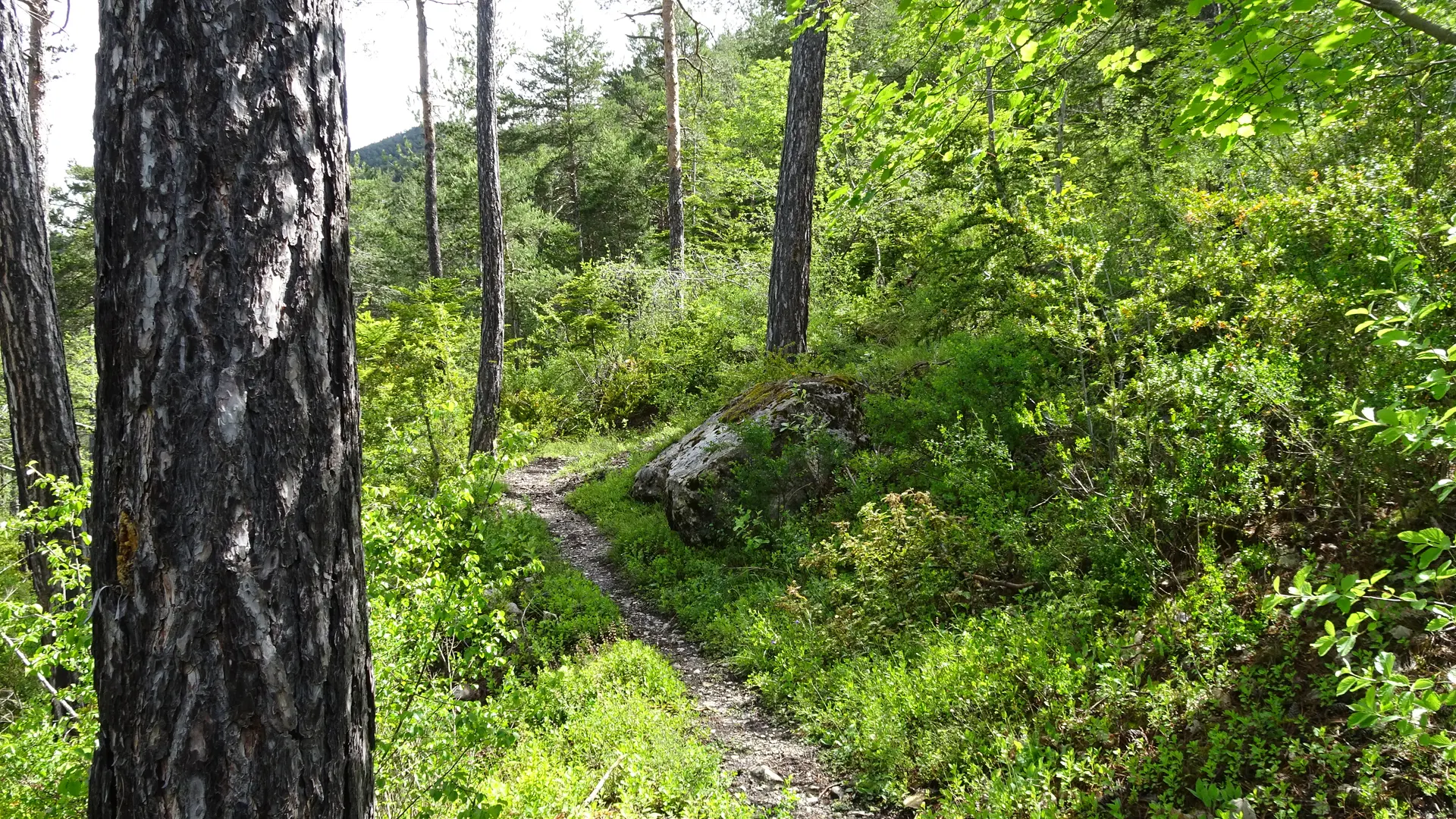 Le Seuil Saint André les Alpes