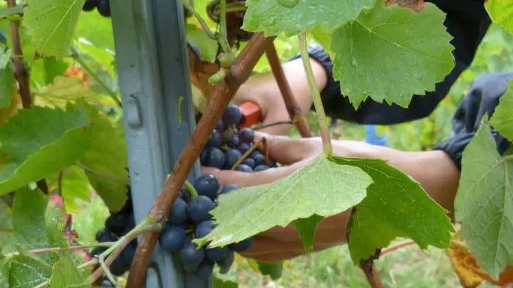 Vendanges