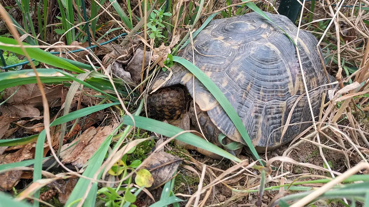 Animaux sur la ferme