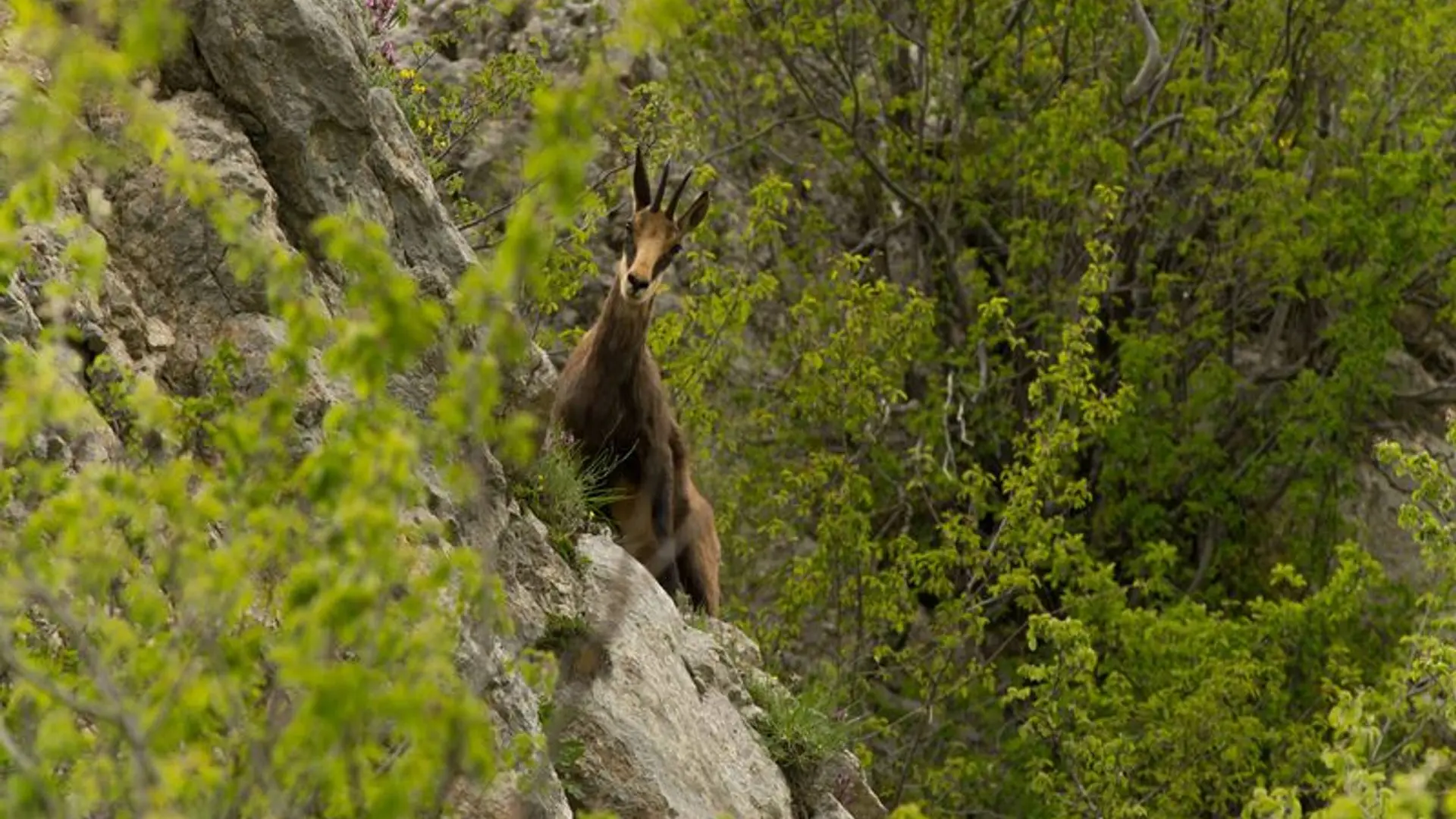 Chamois autour du Pied du Mulet