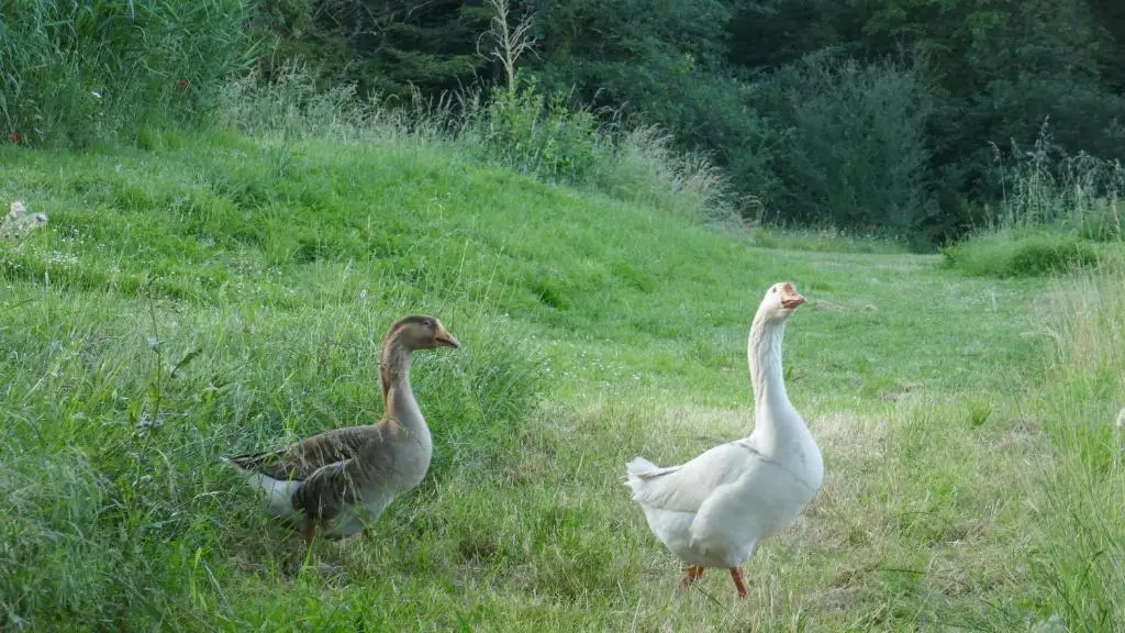 La Roulotte_Beaumont-de-Lomagne