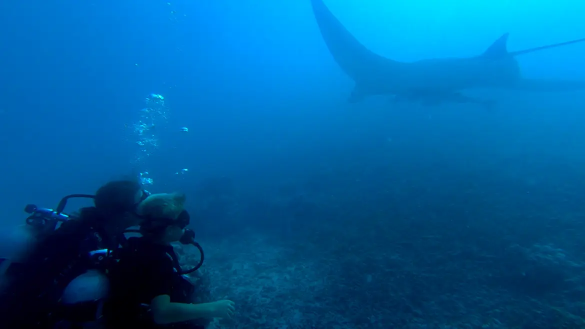 Raie Manta Diving Tikehau