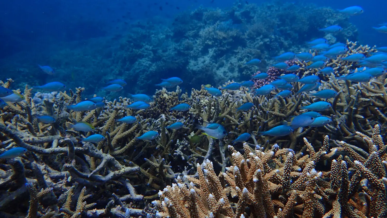 Faune marine - Lagon de Nouméa