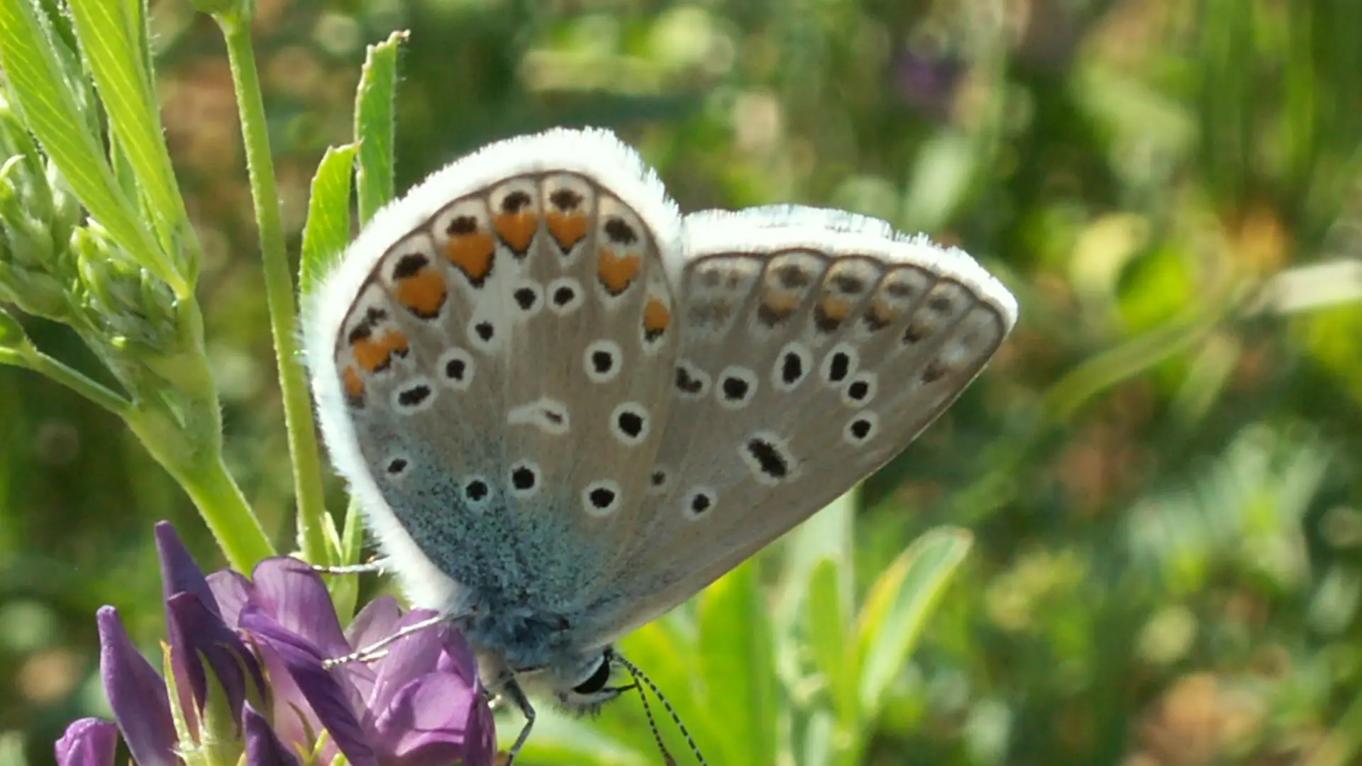 Faune réserve naturelle du marais de Lavours