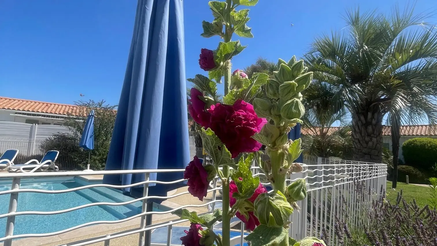 Garten und Schwimmbad