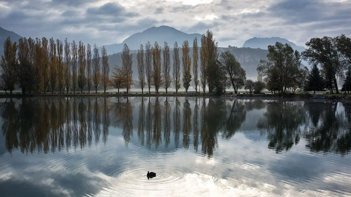 Couleurs d'automne avec poule d'eau