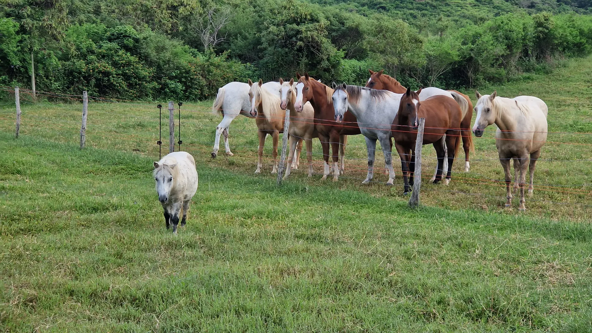 Horses in the stable