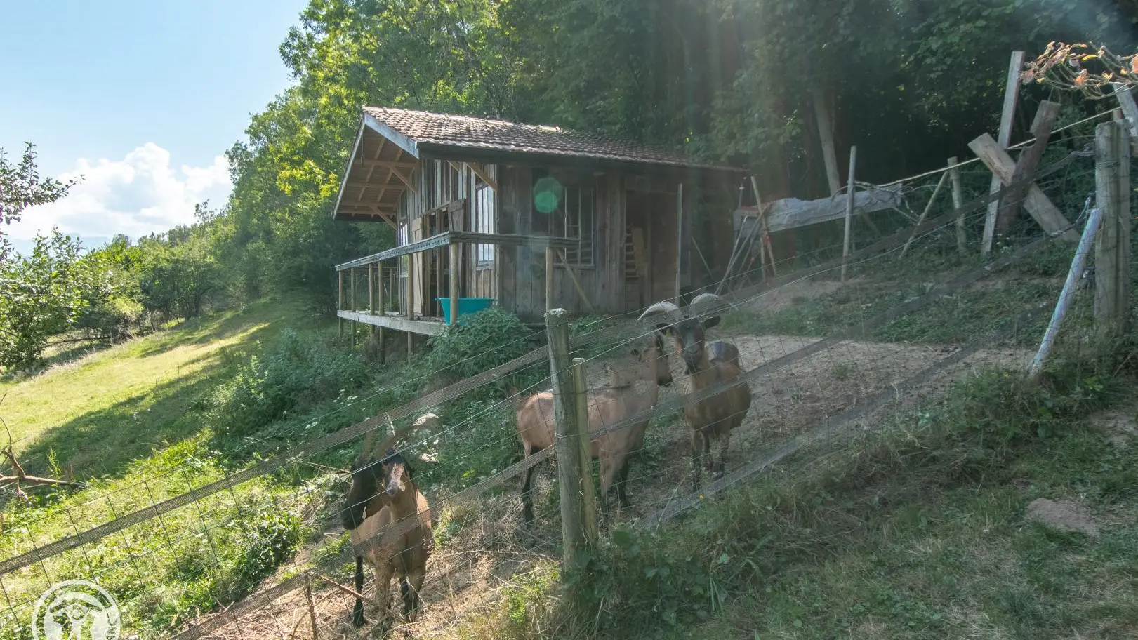 Animaux dans leurs enclos