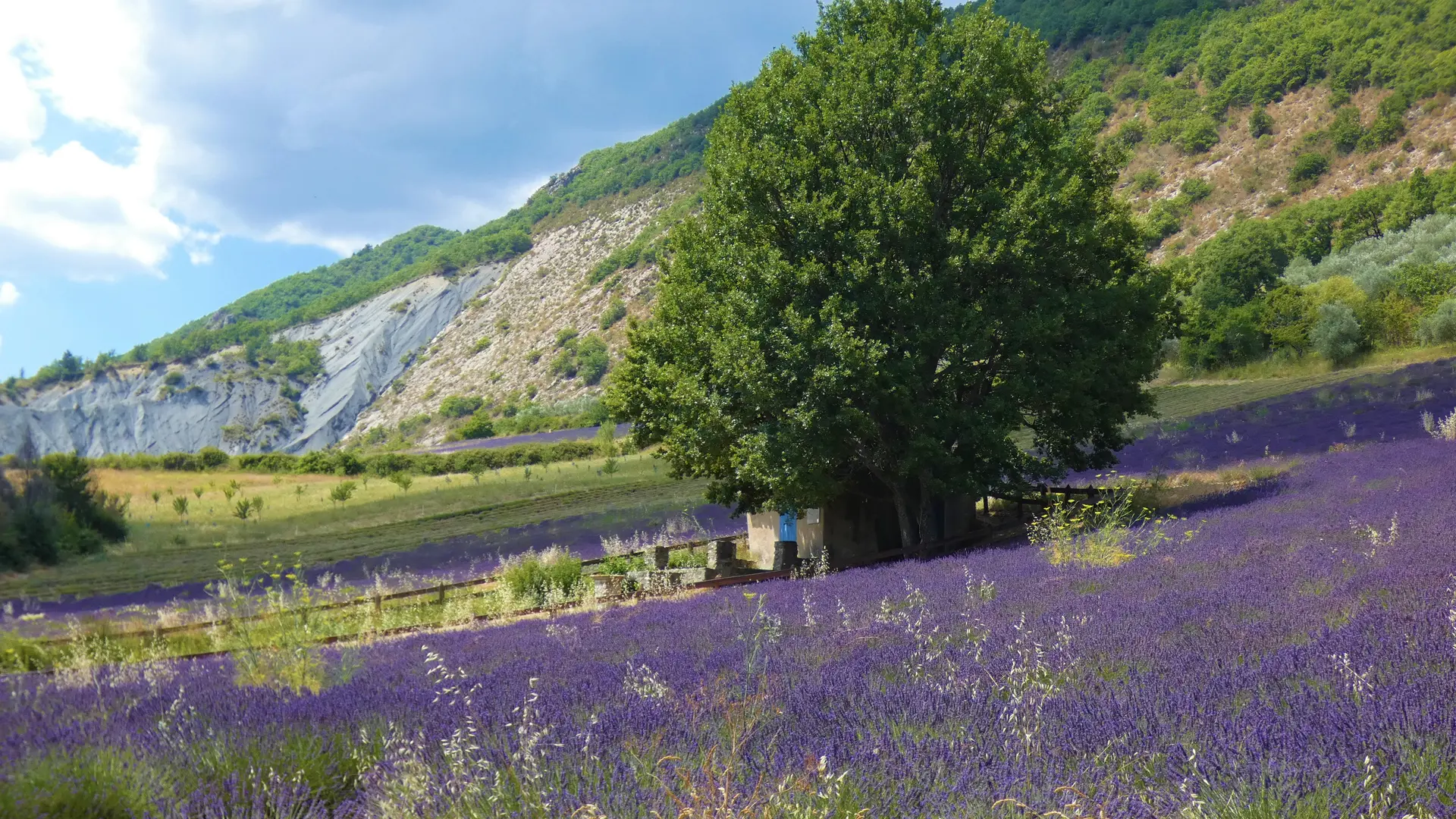 Le Bastidon de la Cigalière entouré de lavandes