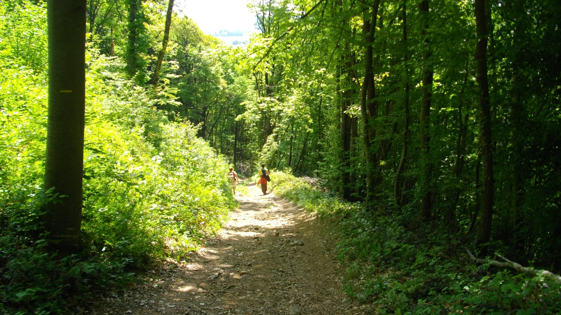 Chemin en forêt