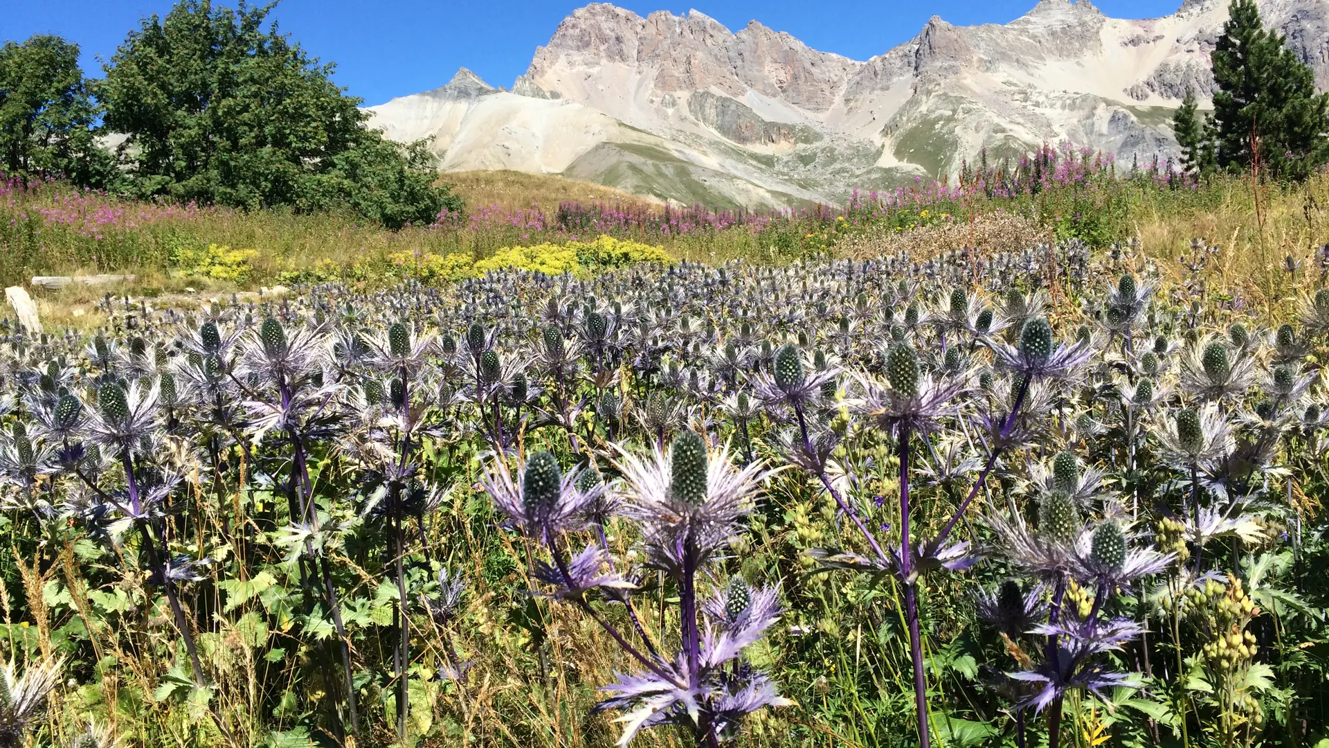 Le champ de chardons du Jardin du Lautaret avec le massif du Galibier en arrière-plan.