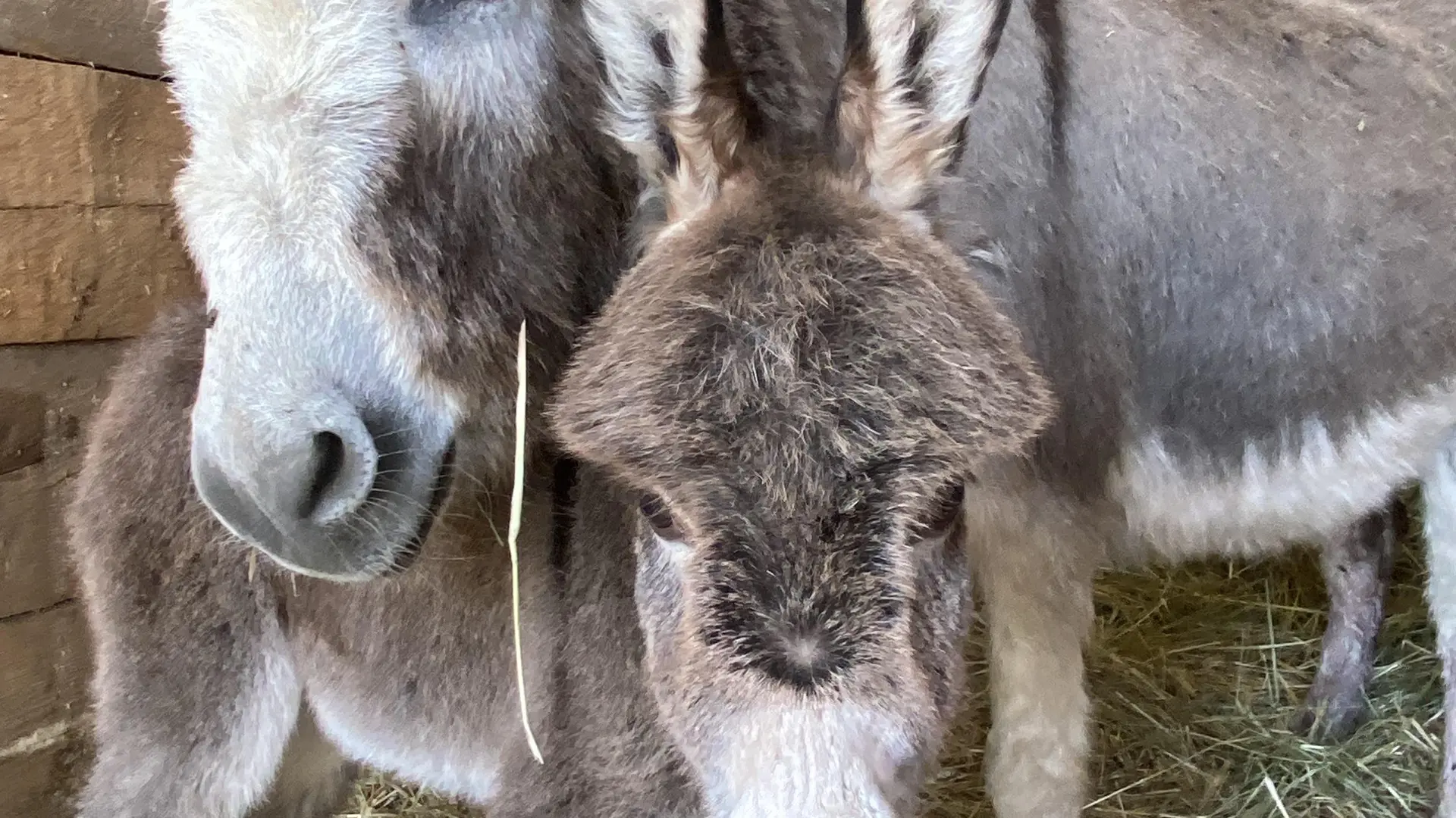 Élevage Le Galopin, ferme pédagogique SAVINES-LE-LAC