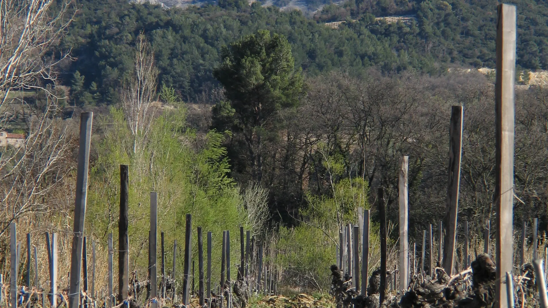 Vignoble et Dentelles de Montmirail