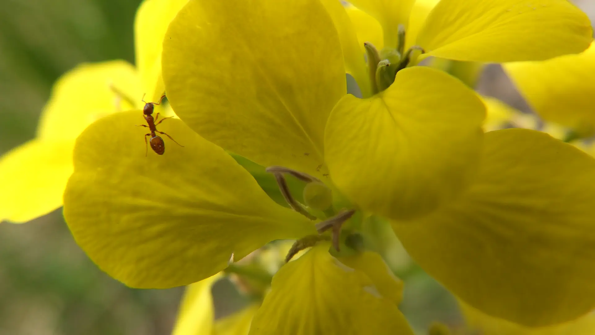 Fleurs et fourmis