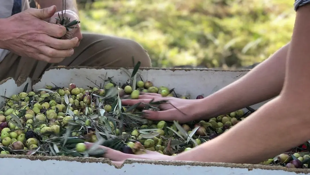 Récolte des olives