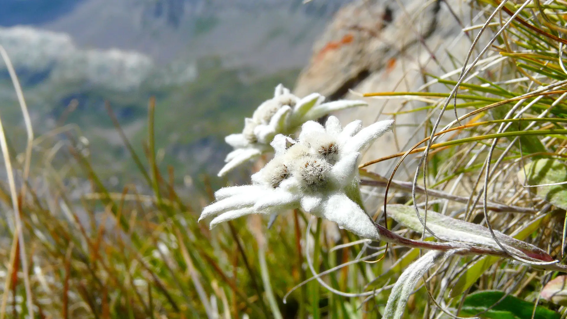 Observation et découverte de la flore