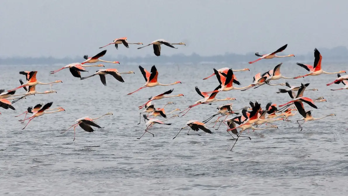 Camargue Alpille Safari