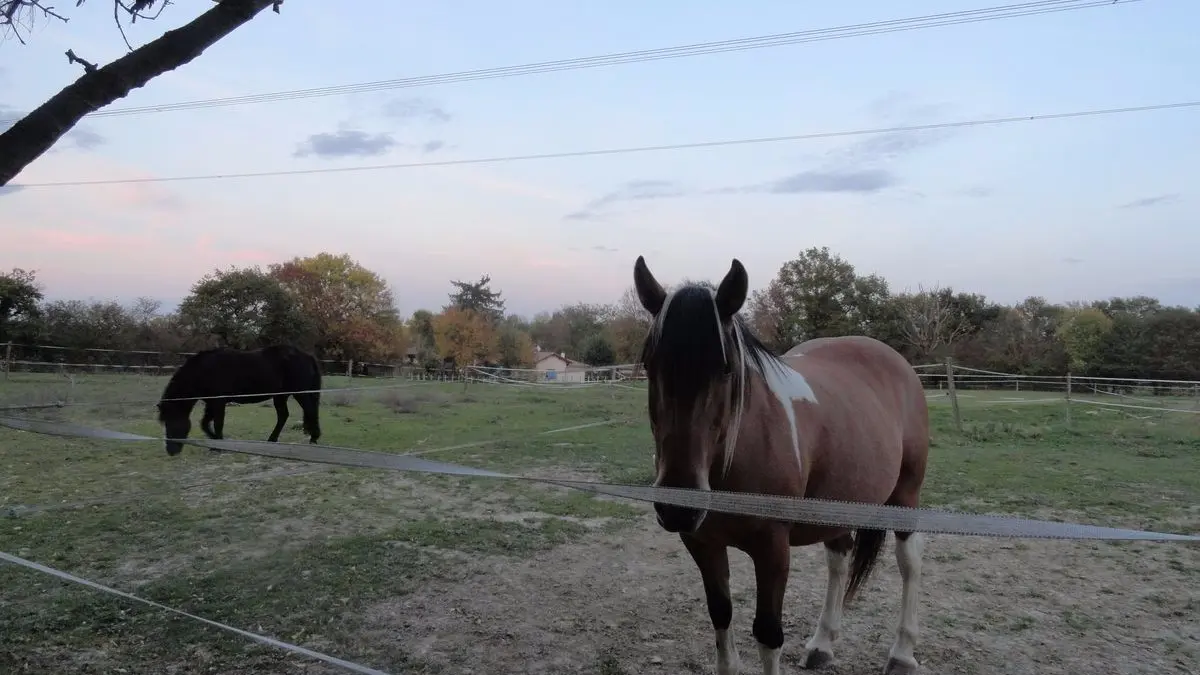 Ferme Passion - Chambre Dombes  - Ferme équestre