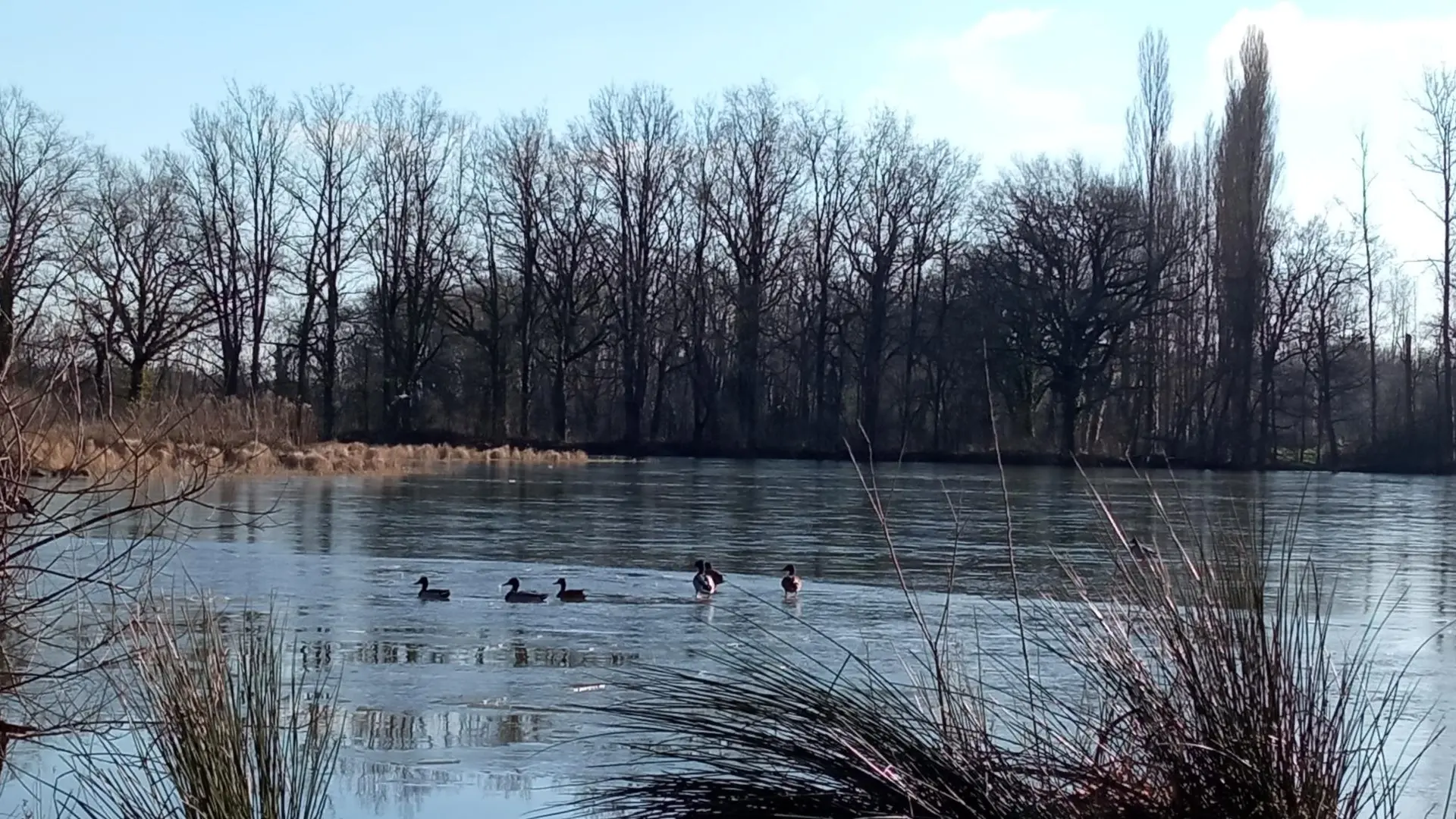Décembre. Etang du domaine gelé.