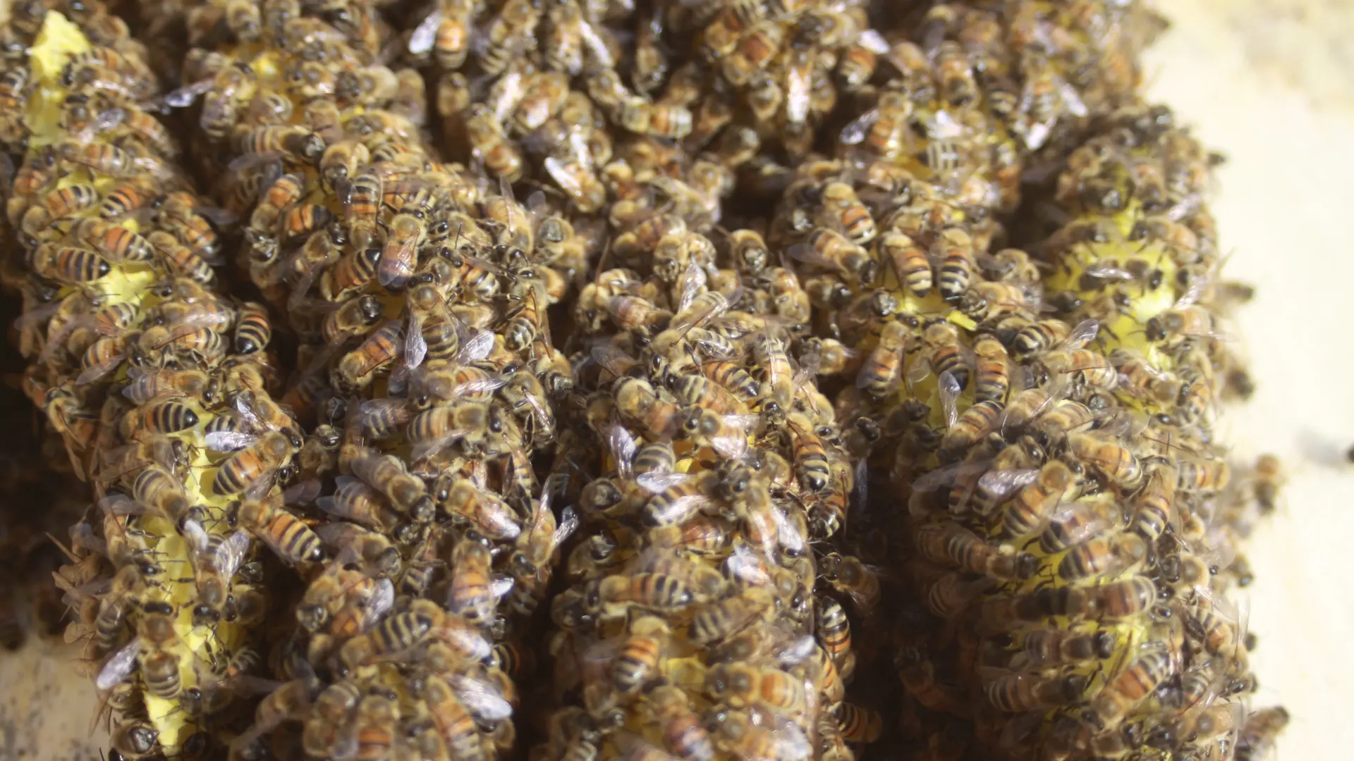 Des abeilles en plein jeu de construction