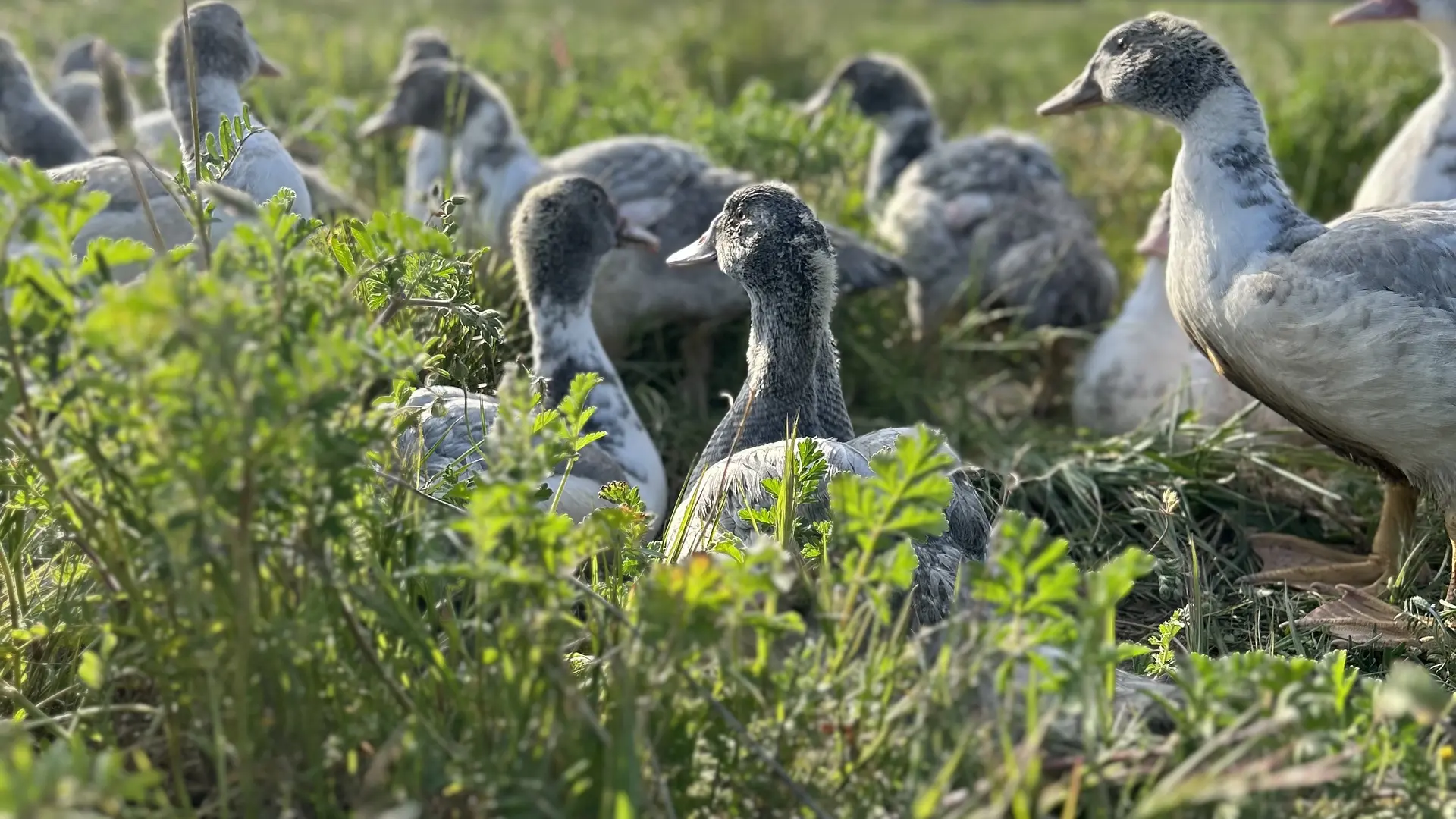 canars de la sainte-baume