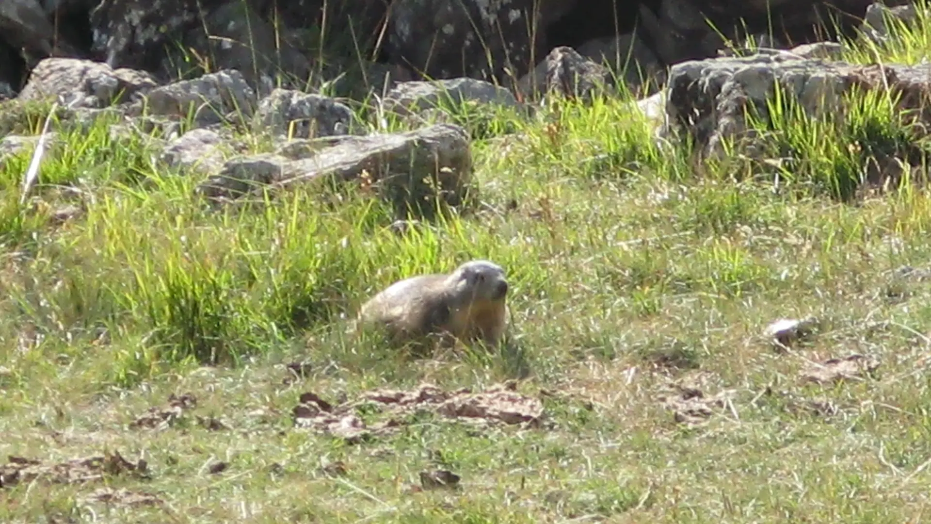 Marmotte au soleil