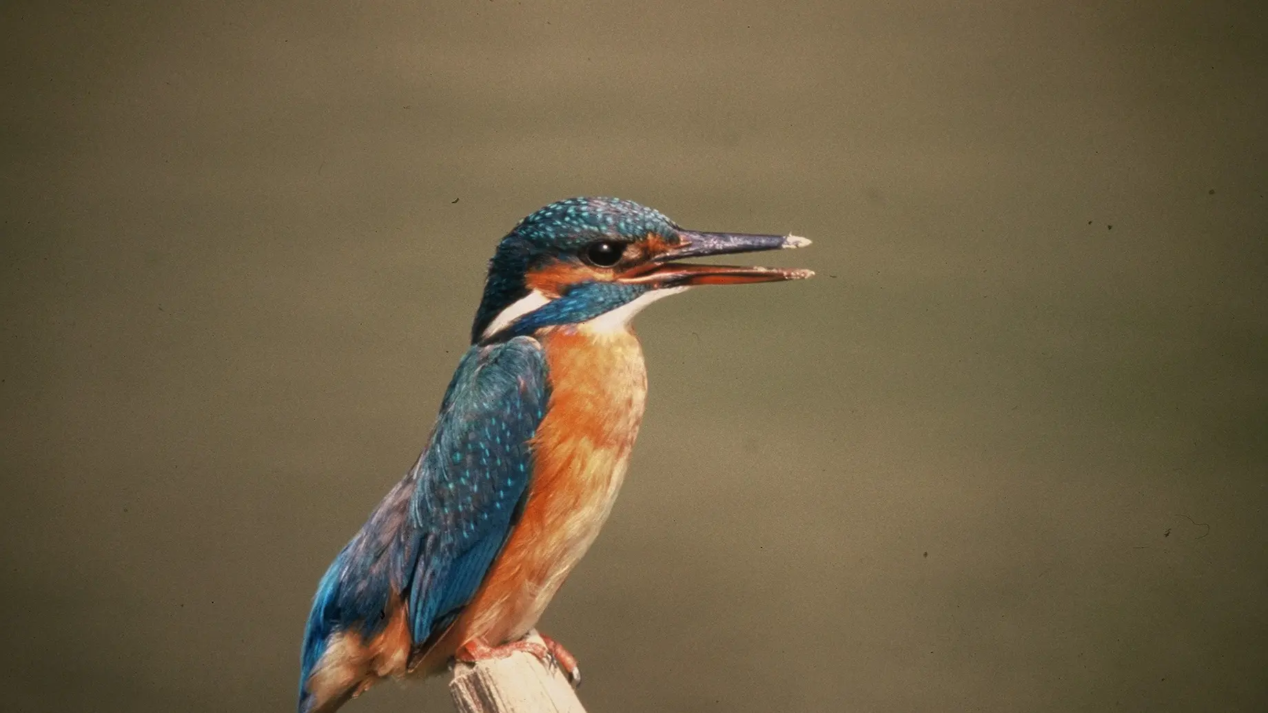 Faune réserve naturelle du marais de Lavours