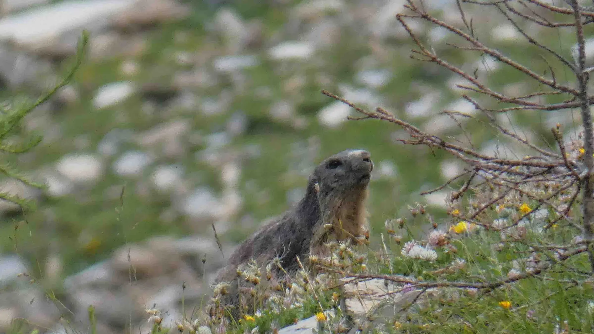 marmottes