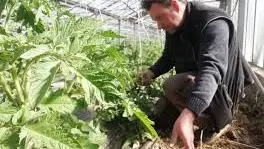 Producteur accroupi en train ramasser des cardes