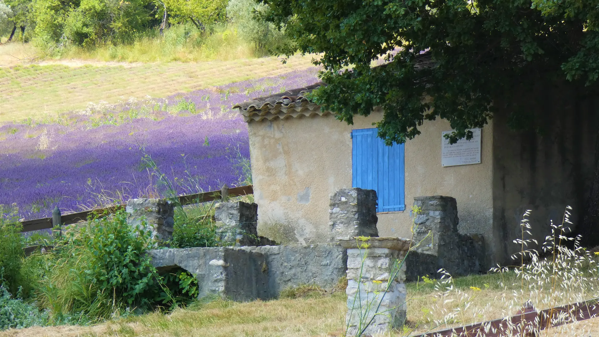 Le Bastidon de la Cigalière entouré de lavandes