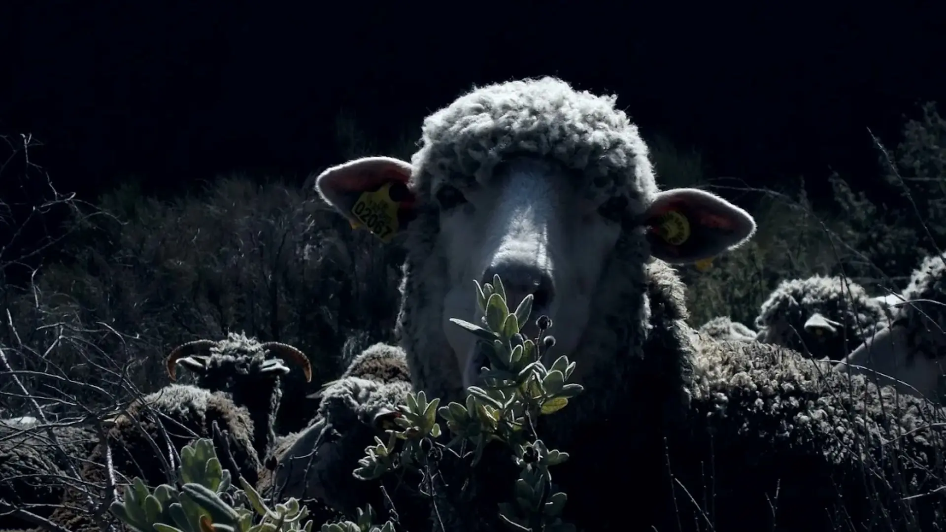 GAEC de Campi : Laine mérinos et produits dérivés, et viande d'agneau_Saorge