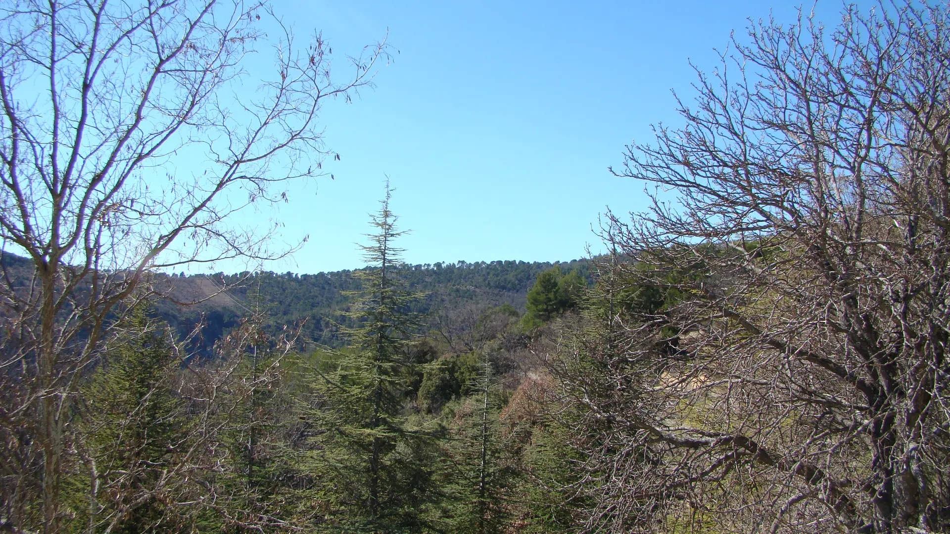 Vue chambre mimosa