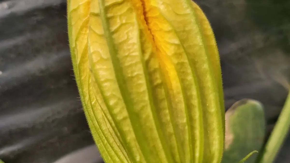 Producteur Bourgier & fils à Saint-Rémy-de-Provence