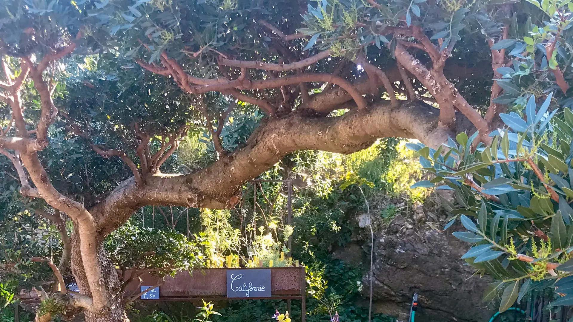 La pépinière du Domaine du Rayol_Rayol-Canadel sur Mer