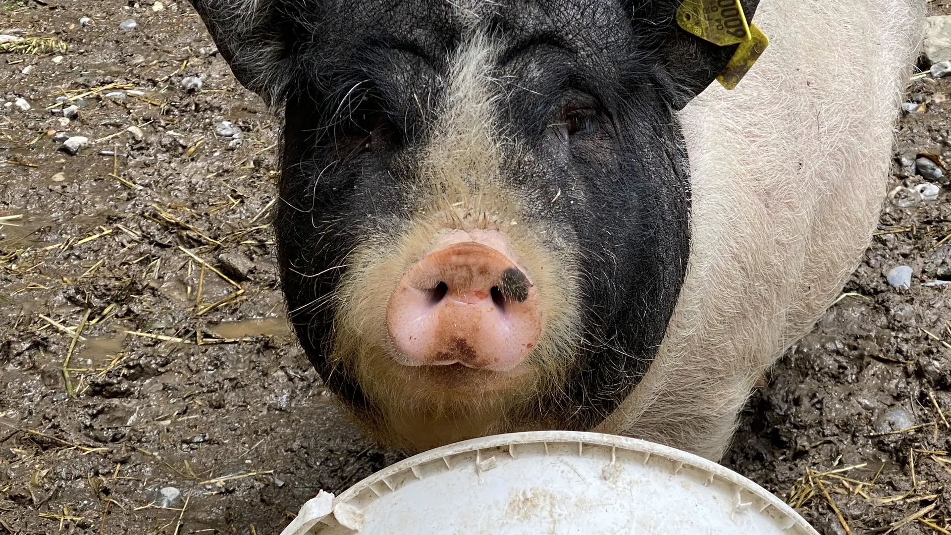 Élevage Le Galopin, ferme pédagogique SAVINES-LE-LAC